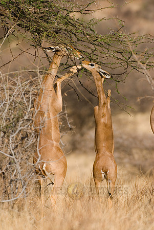 Gerenuk, Litocranius walleri