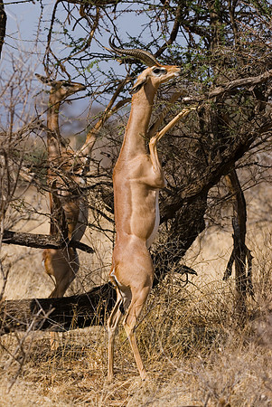 Gerenuk, Litocranius walleri
