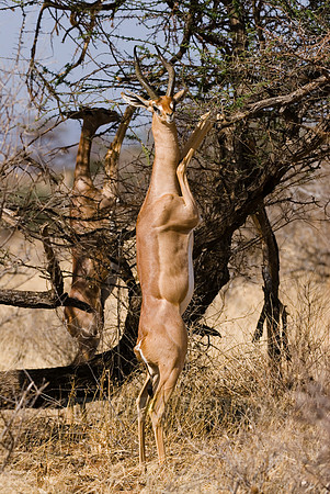 Gerenuk, Litocranius walleri