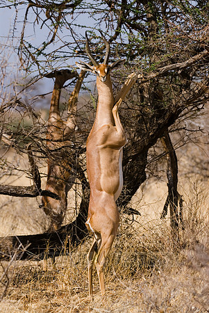 Gerenuk, Litocranius walleri