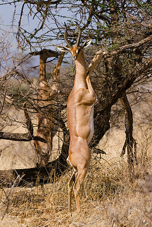 Gerenuk, Litocranius walleri
