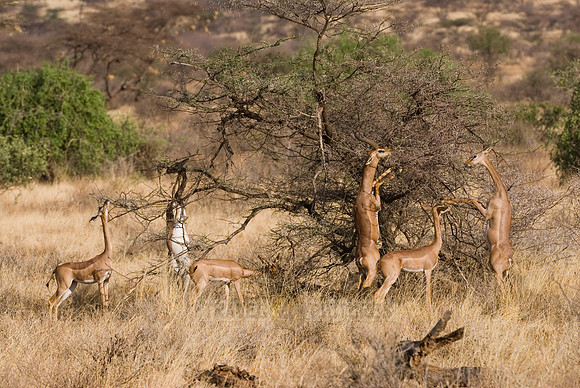 Gerenuk, Litocranius walleri