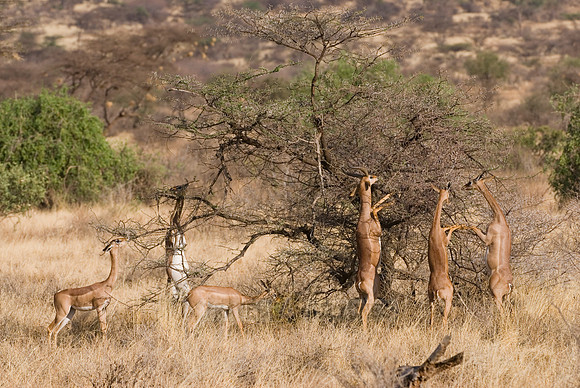 Gerenuk, Litocranius walleri