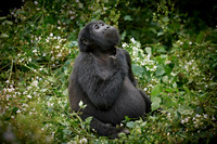 scraching young  mountain gorilla