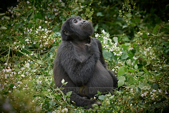 scraching young  mountain gorilla