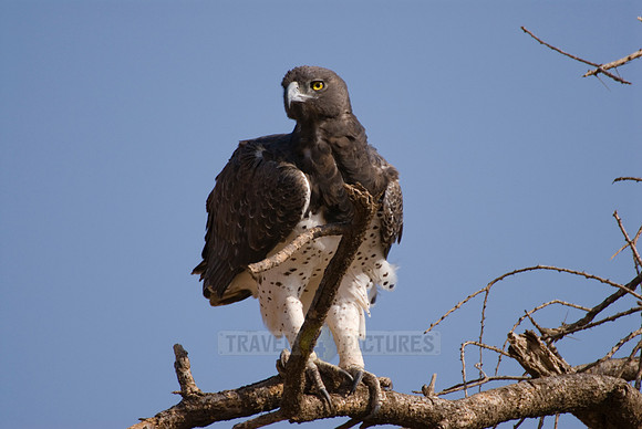 Martial Eagle, Polemaetus bellicosus