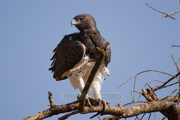 Martial Eagle, Polemaetus bellicosus