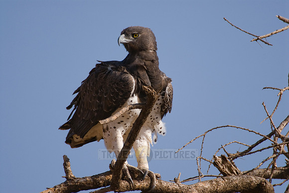 Martial Eagle, Polemaetus bellicosus