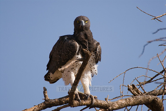 Martial Eagle, Polemaetus bellicosus
