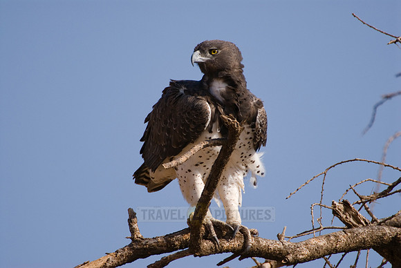Martial Eagle, Polemaetus bellicosus