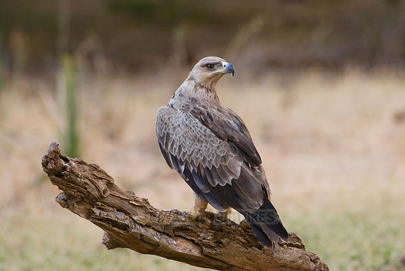Tawny Eagle, Aquila rapax