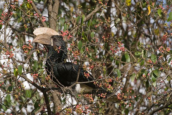 Silvery-cheeked Hornbill, Ceratogymna brevis