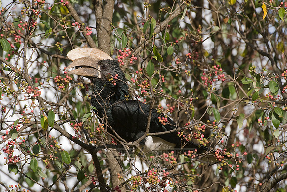 Silvery-cheeked Hornbill, Ceratogymna brevis