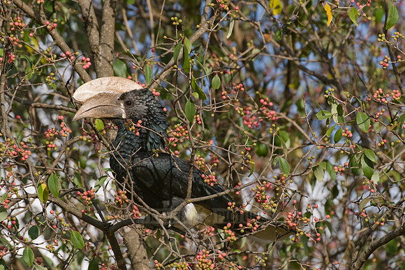 Silvery-cheeked Hornbill, Ceratogymna brevis
