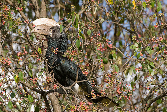 Silvery-cheeked Hornbill, Ceratogymna brevis