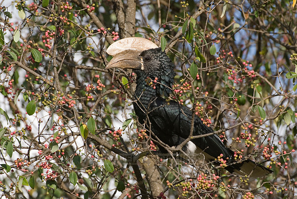 Silvery-cheeked Hornbill, Ceratogymna brevis