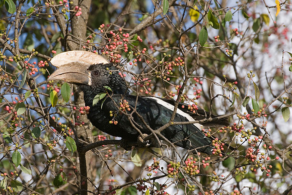 Silvery-cheeked Hornbill, Ceratogymna brevis