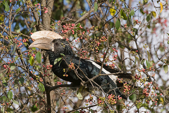 Silvery-cheeked Hornbill, Ceratogymna brevis
