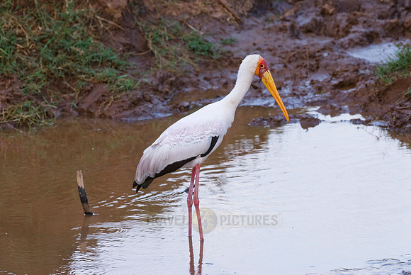 Yellow-billed Stork, Mycteria ibis