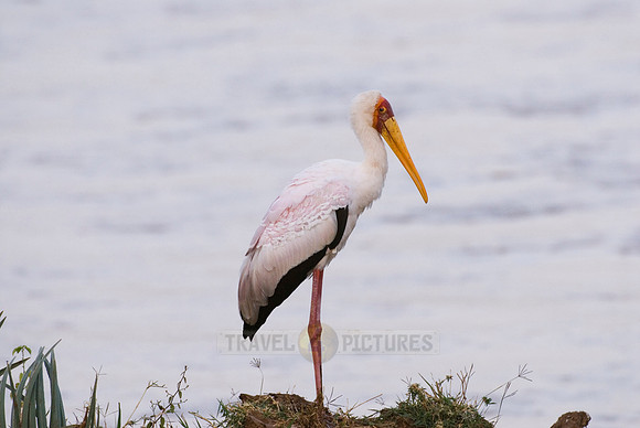 Yellow-billed Stork, Mycteria ibis