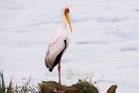 Yellow-billed Stork, Mycteria ibis