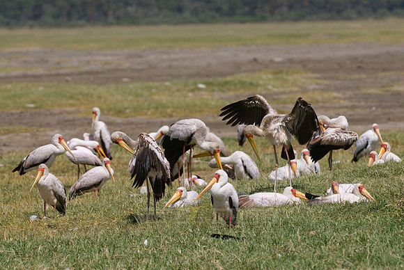 colony of Yellow-billed Stork, Mycteria ibis