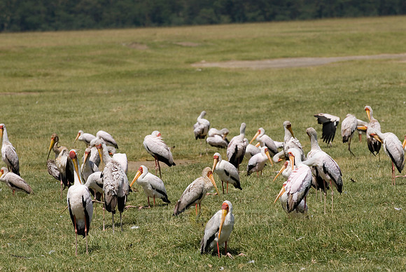 colony of Yellow-billed Stork, Mycteria ibis