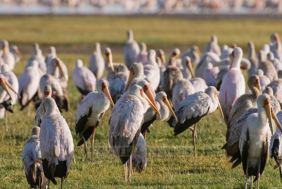 colony of Yellow-billed Stork, Mycteria ibis