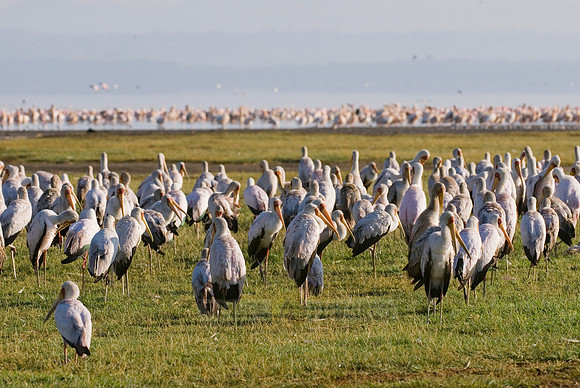 colony of Yellow-billed Stork, Mycteria ibis