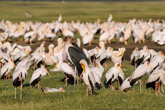 colony of Yellow-billed Storks with Marabou Stork
