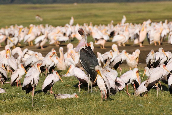 colony of Yellow-billed Storks with Marabou Stork
