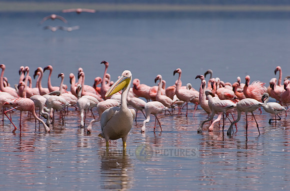 pelican in front of flamboyance of Lesser Flamingos, Phoenicopterus minor