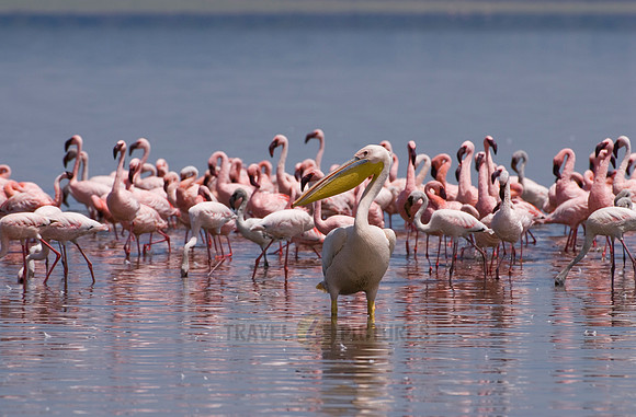 pelican in front of flamboyance of Lesser Flamingos, Phoenicopterus minor