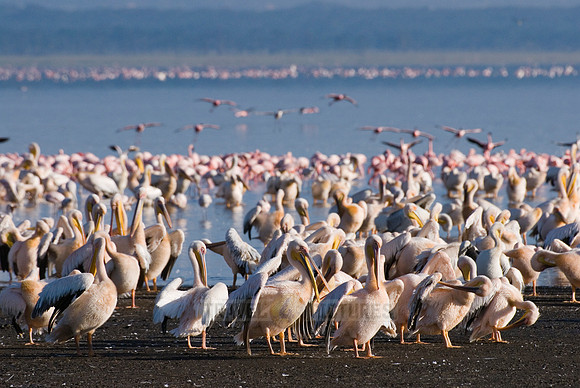 great white Pelicanus