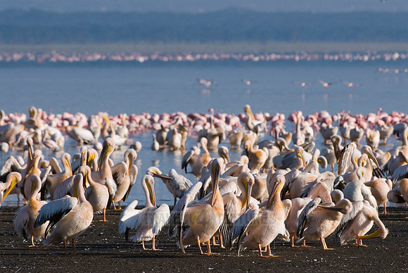 great white Pelicanus
