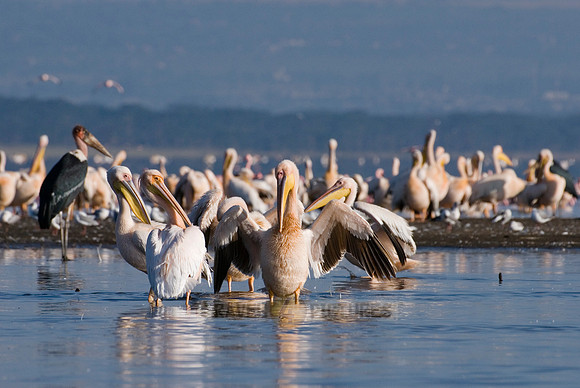 great white Pelicanus