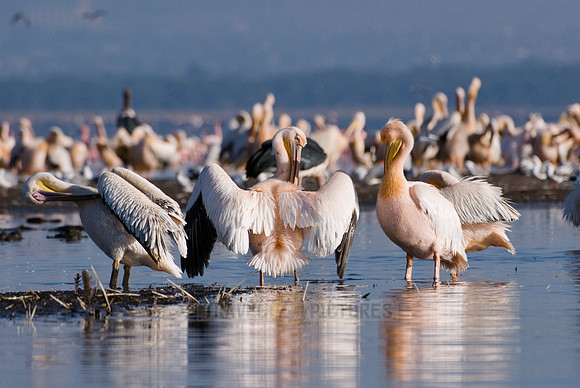 great white Pelicanus