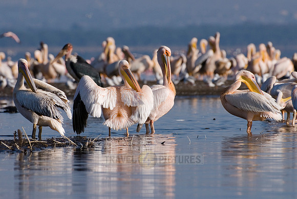 great white Pelicanus