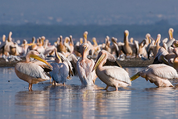 great white Pelicanus