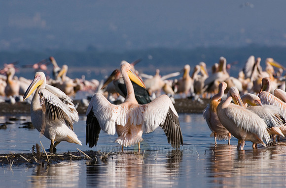 great white Pelicanus