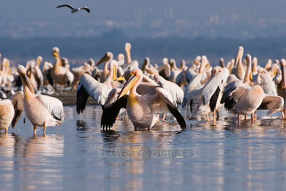 great white Pelicanus