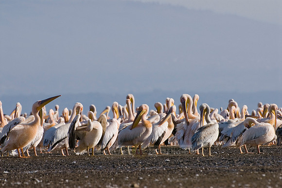great white Pelicanus