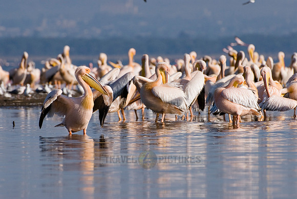 great white Pelicanus
