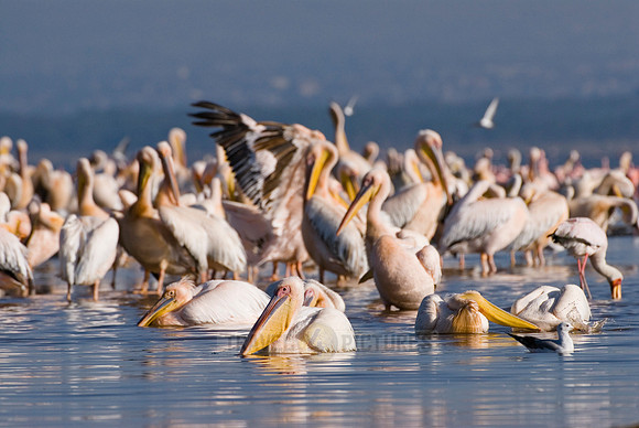 great white Pelicanus