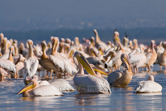 great white Pelicanus