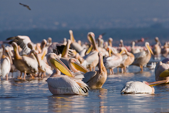 great white Pelicanus