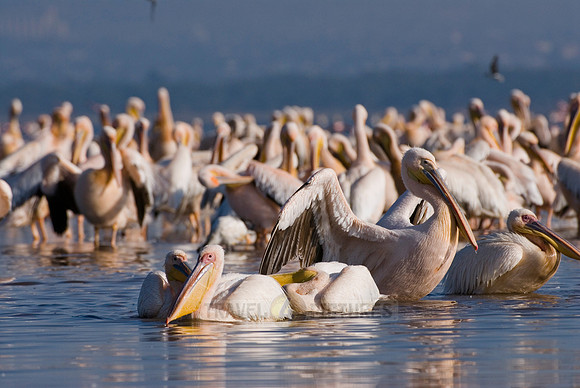 great white Pelicanus