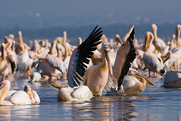 great white Pelicanus