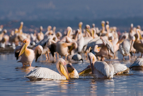 great white Pelicanus