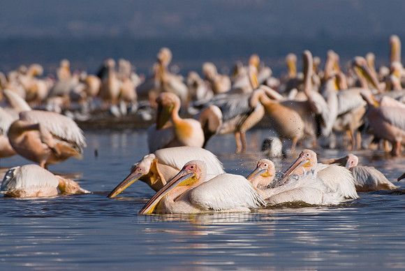 great white Pelicanus
